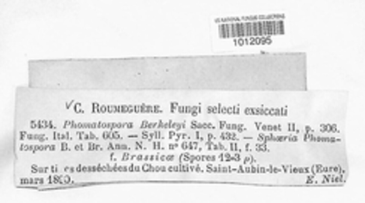 Phomatospora berkeleyi image